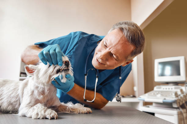 Best Same-Day Emergency Appointments in Novato, CA